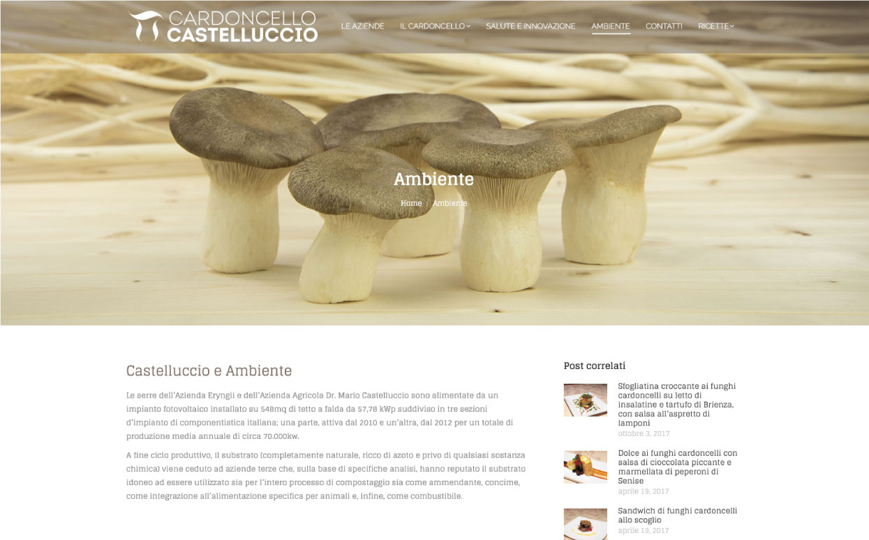 foto funghi cardoncelli lucani